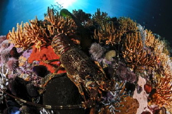 ~ Just a Rock Lobster ~
Beauty might be in the eye of th... by Geo Cloete 